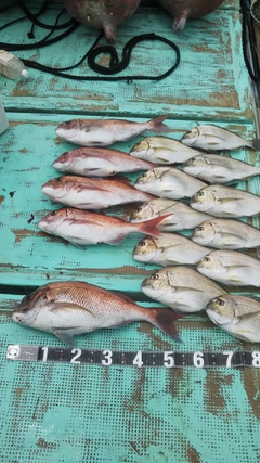 マダイの釣果