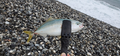 ワカシの釣果