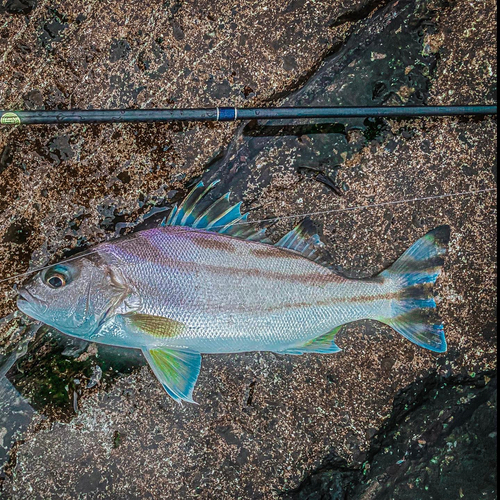 コトヒキの釣果