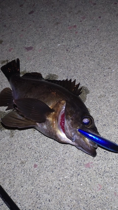 メバルの釣果