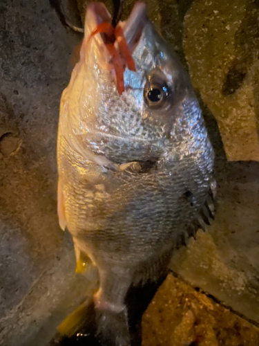 キビレの釣果