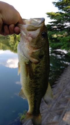 ラージマウスバスの釣果