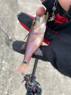 ネンブツダイの釣果