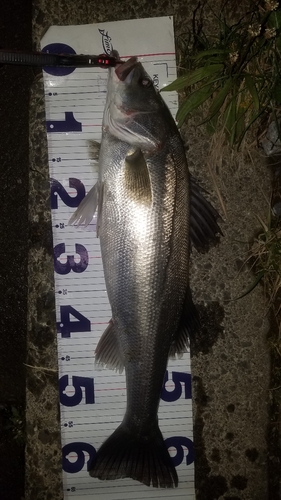 シーバスの釣果