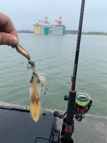 マメイカの釣果