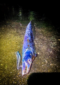 タチウオの釣果