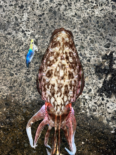 モンゴウイカの釣果