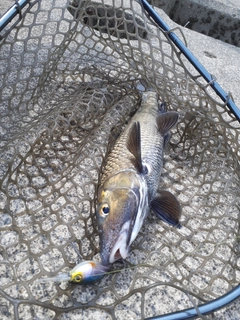 ニゴイの釣果