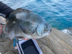 オナガグレの釣果