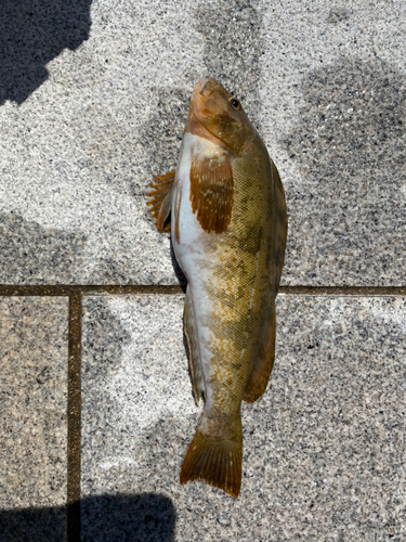 アイナメの釣果