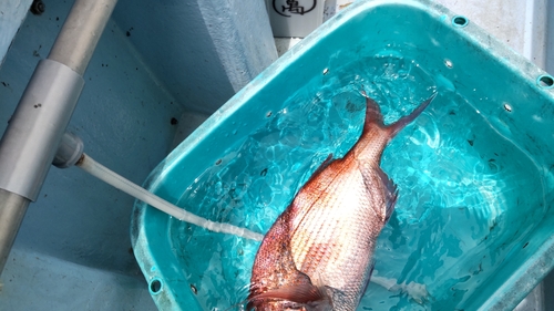 マダイの釣果