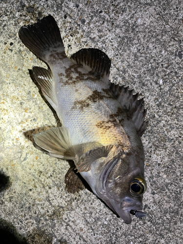 メバルの釣果