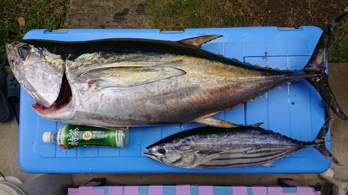 キハダマグロの釣果