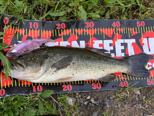 ブラックバスの釣果