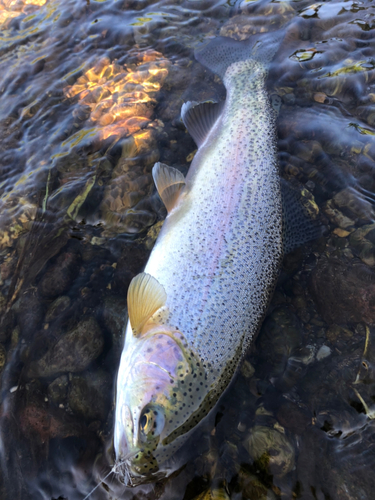 ニジマスの釣果