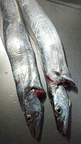 タチウオの釣果