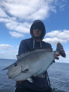 ヒメテングハギの釣果