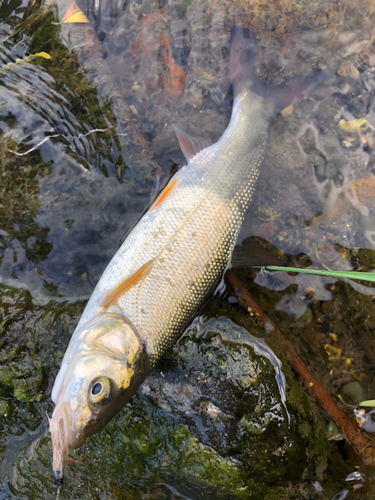 ウグイの釣果