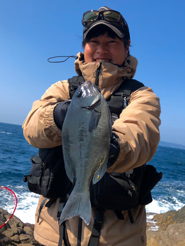 オナガグレの釣果