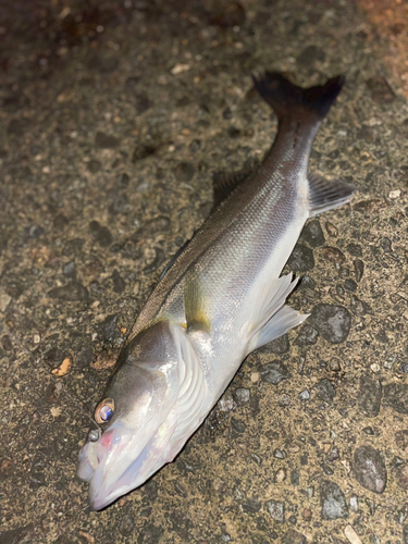 セイゴ（マルスズキ）の釣果