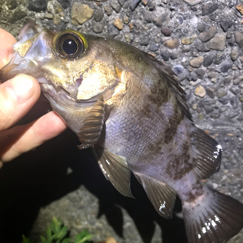 メバルの釣果