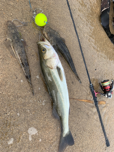 マゴチの釣果