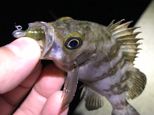 シロメバルの釣果