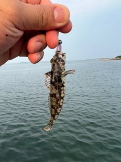 アナハゼの釣果