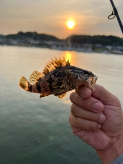 タケノコメバルの釣果