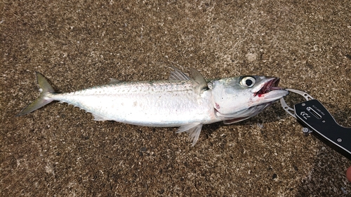 マサバの釣果