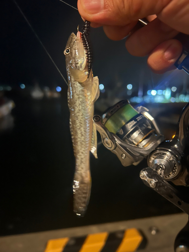 ハゼの釣果