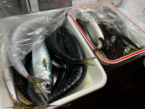 サバの釣果