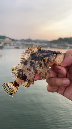 タケノコメバルの釣果