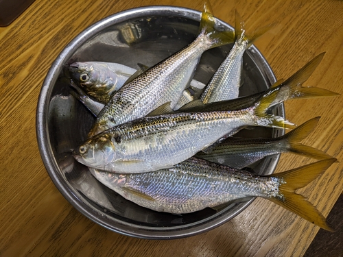 コノシロの釣果