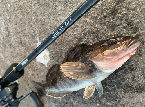 アイナメの釣果