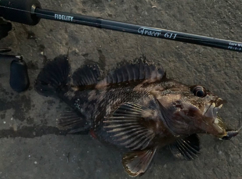 ハチガラの釣果