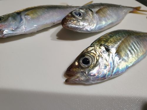 アジの釣果