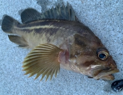 シマゾイの釣果