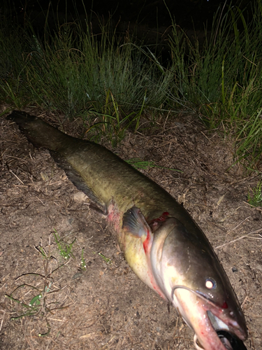 ナマズの釣果