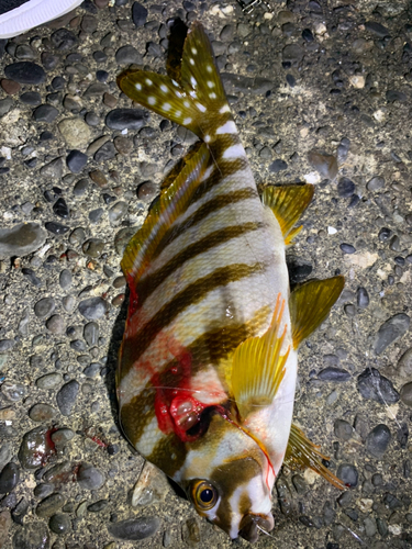 三保で釣れたタカノハダイの釣り・釣果情報 - アングラーズ