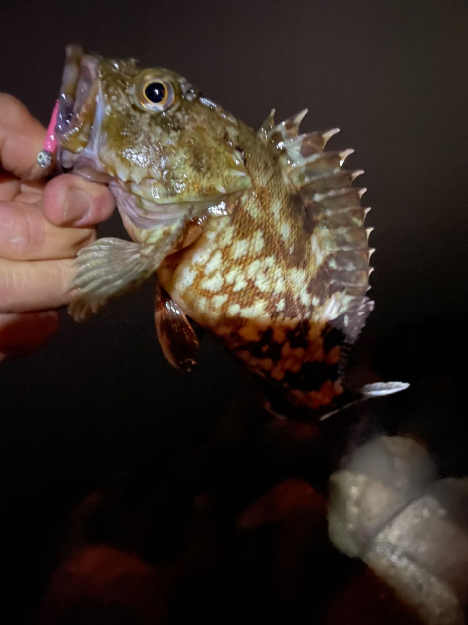 タケノコメバル