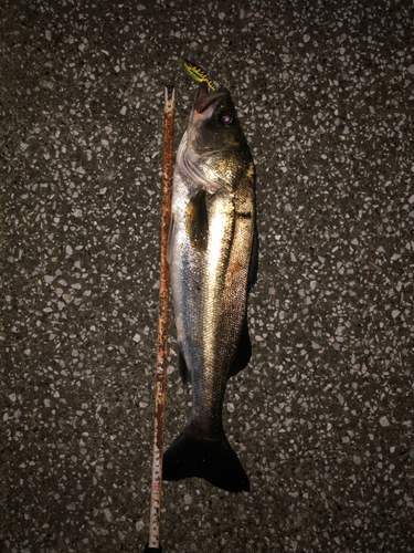 シーバスの釣果