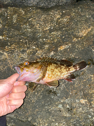 カサゴの釣果