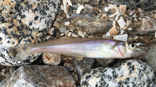 シロギスの釣果