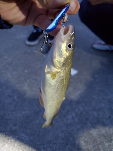 コマイの釣果