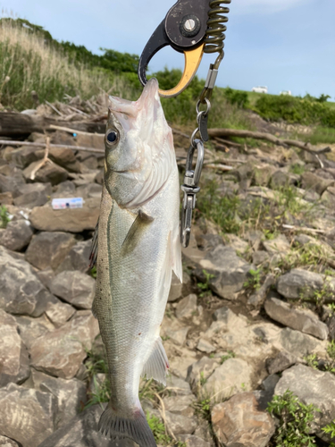 釣果