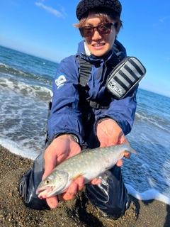 アメマスの釣果