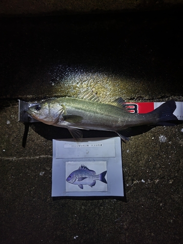 シーバスの釣果