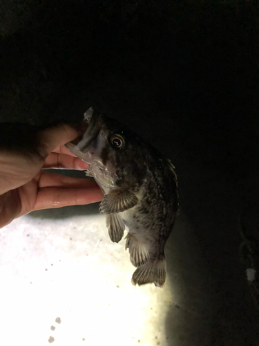 クロソイの釣果