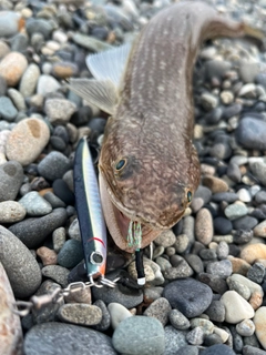 エソの釣果